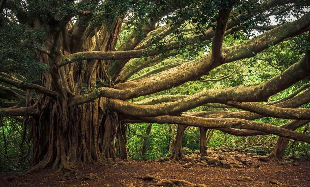 Hinduism - The banyan Tree of Philosophy